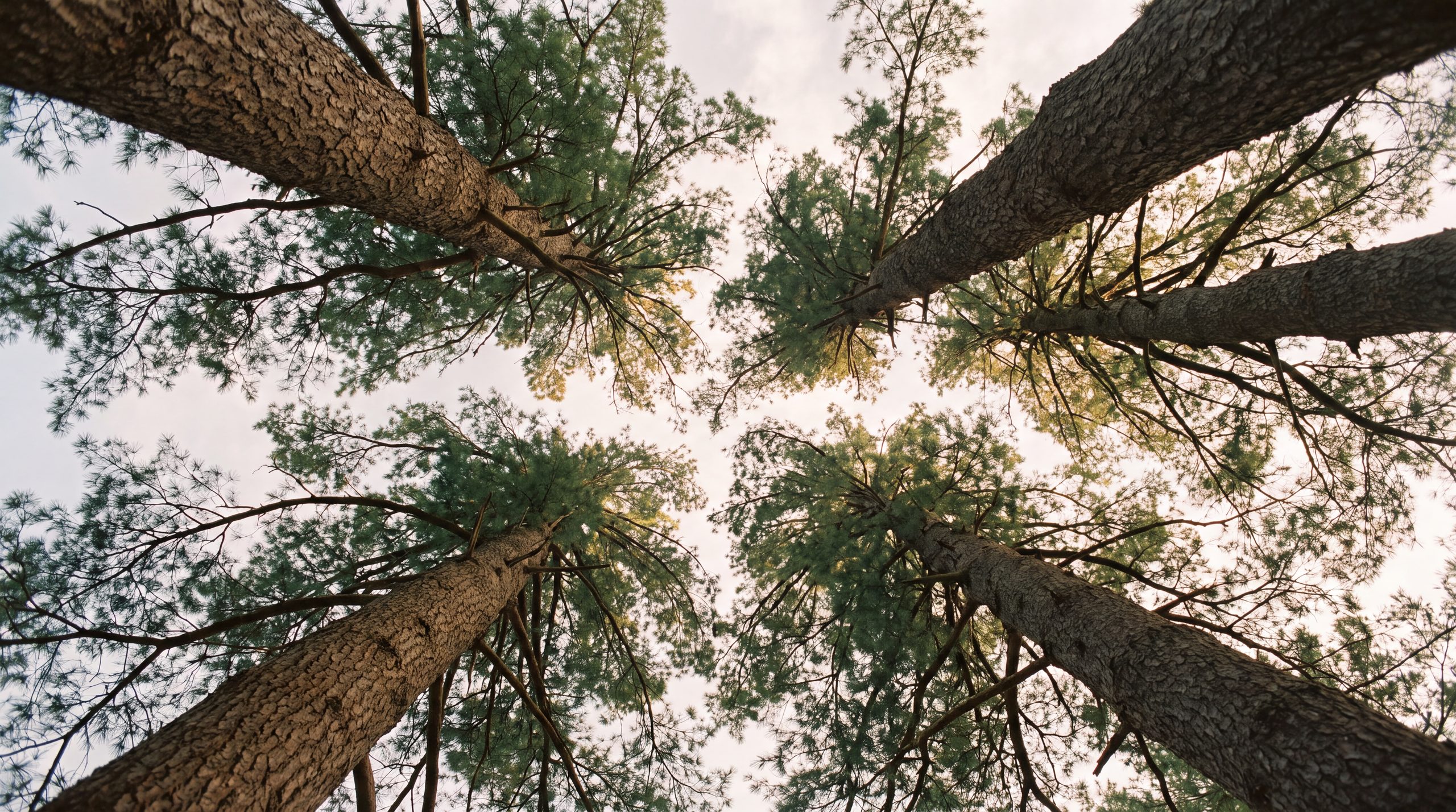 Old white pines seen from the forest floor, their crowns meeting overhead